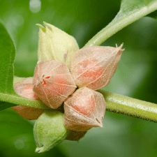 Ashwagandha- MenoPhix Ingredient